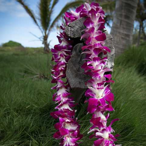 superior lei greeting